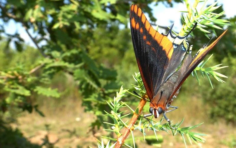 i Charaxes di Monte Malbe